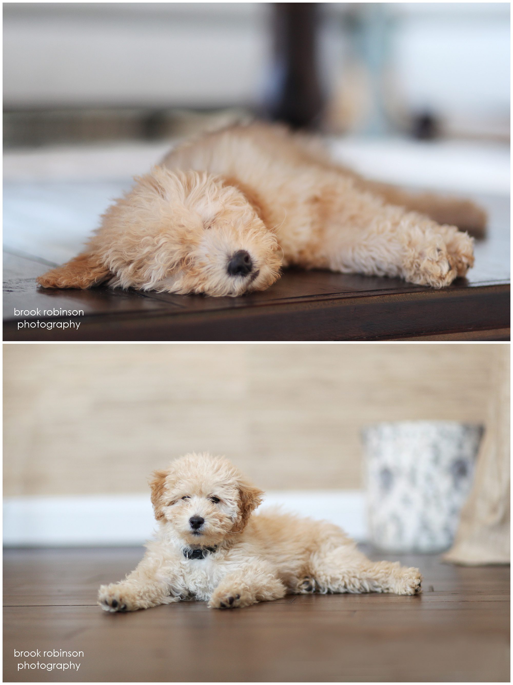 richmond glen allen family portrait photographer pet dog mini golden doodle puppy sisters