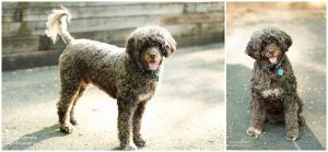 pet portraits charlottesville boars head inn ednam forest portagese water dog dog pictures photographer uva