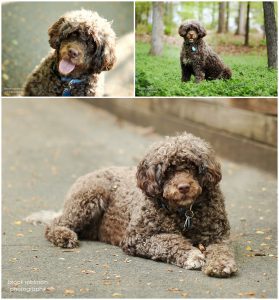 pet portraits charlottesville boars head inn ednam forest portagese water dog dog pictures photographer uva