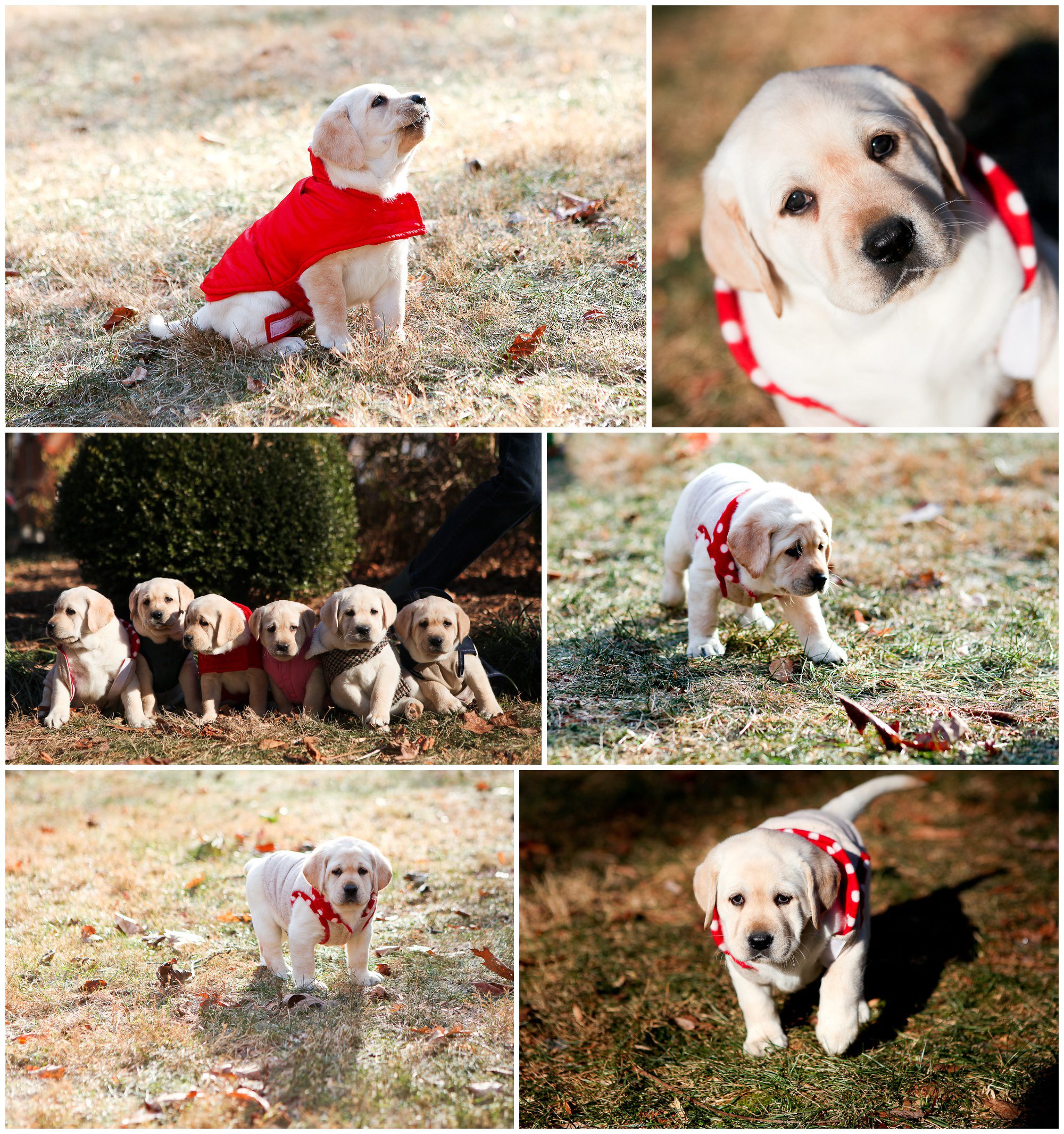 Charlottesville Virginia puppy labrador retriever yellow dog breeder vet winter jacket coat sweater portraits photographer