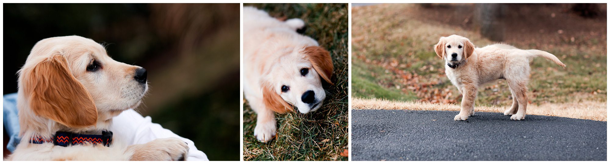 Golden Retriever Puppy Portraits Charlottesville pet photographer pictures central virginia dog residence albemarle photography animal winter